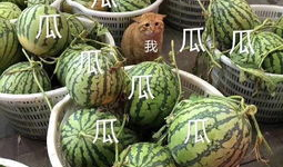 娱乐常吃瓜,揭秘明星们的甜蜜与苦涩